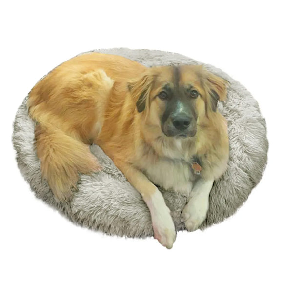 Dog lying on a round, gray pet bed with a white background
