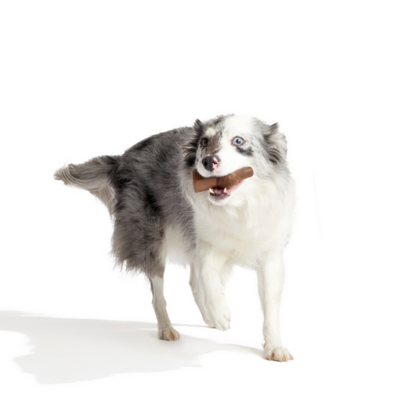 Bark Yummy Bunny Chew Toy, Medlum/Large