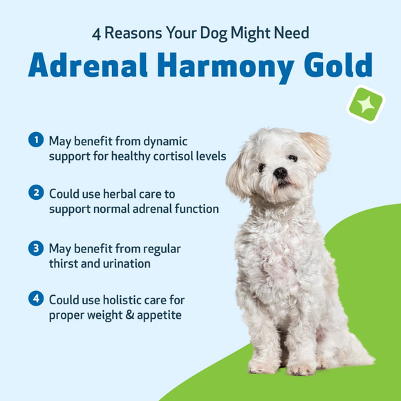 Adrenal Harmony Gold for Cushing’s Disease in Dogs - Dog Skin & Coat Supplements 5