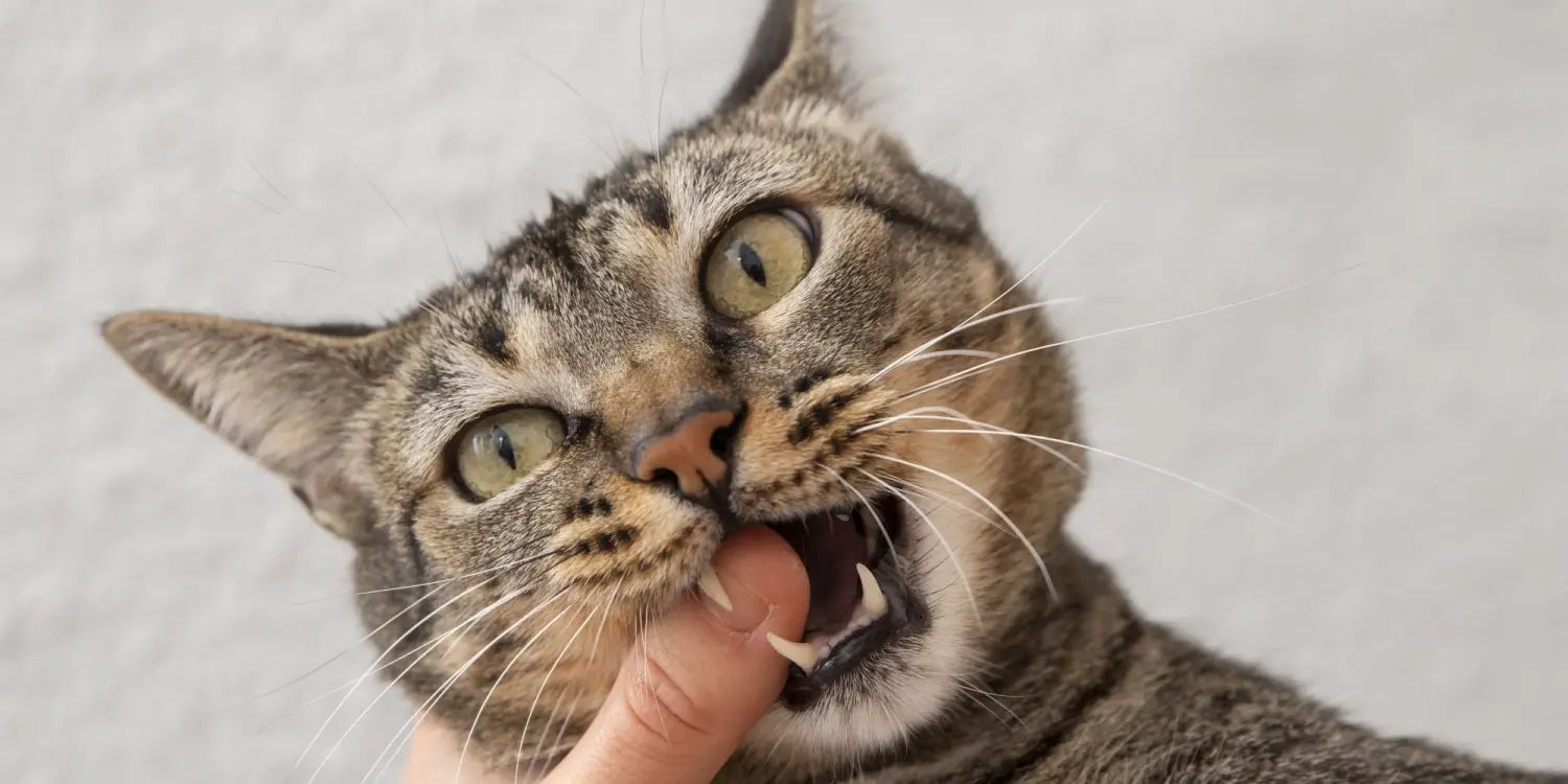 cat biting owner's hand
