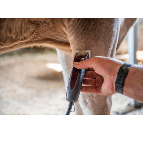 Person using a grooming tool on a horse's leg