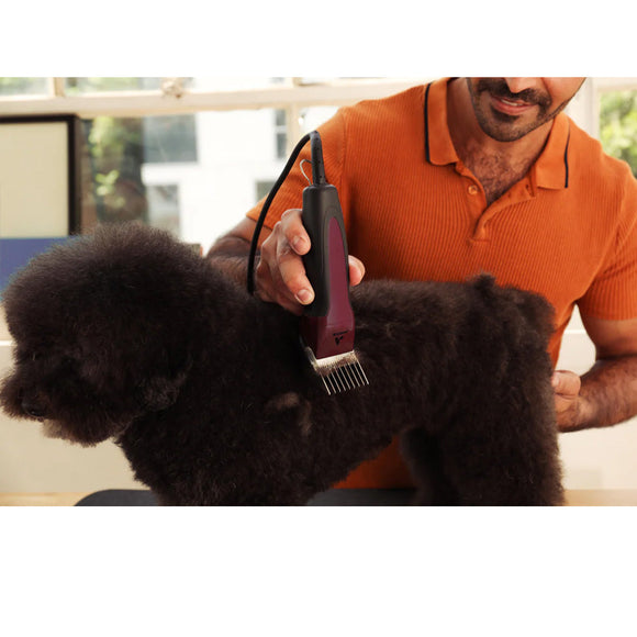 Person grooming a black dog with a clipper in an indoor setting