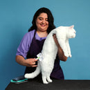 Woman grooming a white cat against a blue background
