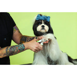 Dog with a blue bow being groomed by a person against a green background