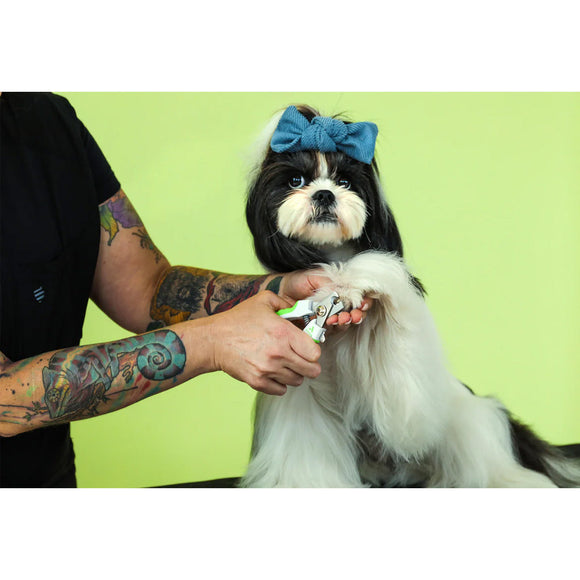 Dog with a blue bow being groomed by a person against a green background