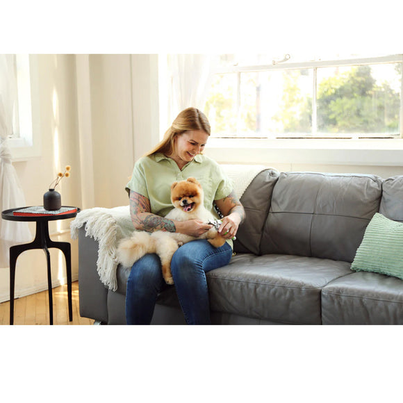 Woman sitting on a gray couch with a small dog in her lap in a bright living room.