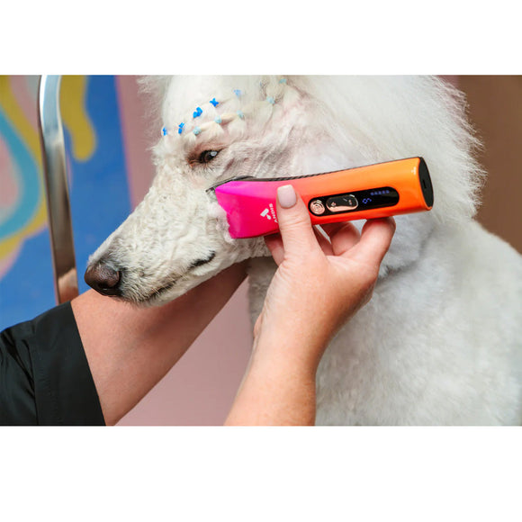 Person using a pink and orange grooming tool on a white dog with colorful background