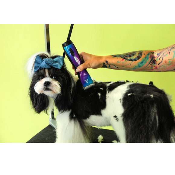 Dog being groomed with a hair clipper against a green background