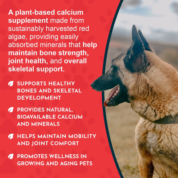 Animal Essentials Calcium Supplement Powder Sea-Cal Hip & Joint for Dogs & Cats 8.5-oz - Dog Supplements & Vitamins 5