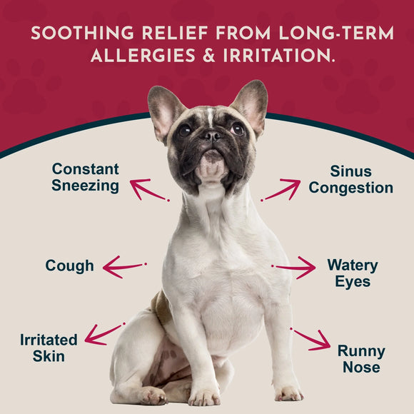 Animal Essentials Herbal Seasonal Allergy Formula Soft Chews for Dogs & Cats 60-count - Dog Supplements & Vitamins 4