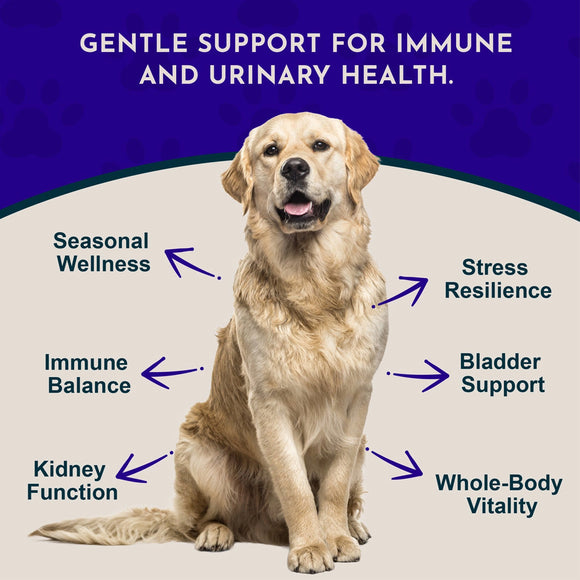 Animal Essentials Herbal Tonic Astragalus Supports Immune & Kidney Function for Dogs & Cats - Dog Supplements &