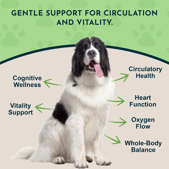 Animal Essentials Herbal Tonic Blend Ginkgo Supports Healthy Circulation & Cognition for Dogs & Cats - Dog Supplements