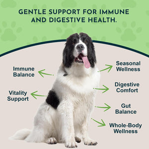 Animal Essentials Herbal Tonic Garlic Antioxidant Protection for Dogs & Cats - Dog Supplements & Vitamins 2