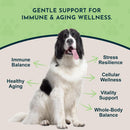 Animal Essentials Reishi Mushroom Longevity Antioxidant & Liver Protection for Dogs & Cats 1.8-oz - Dog Supplements &