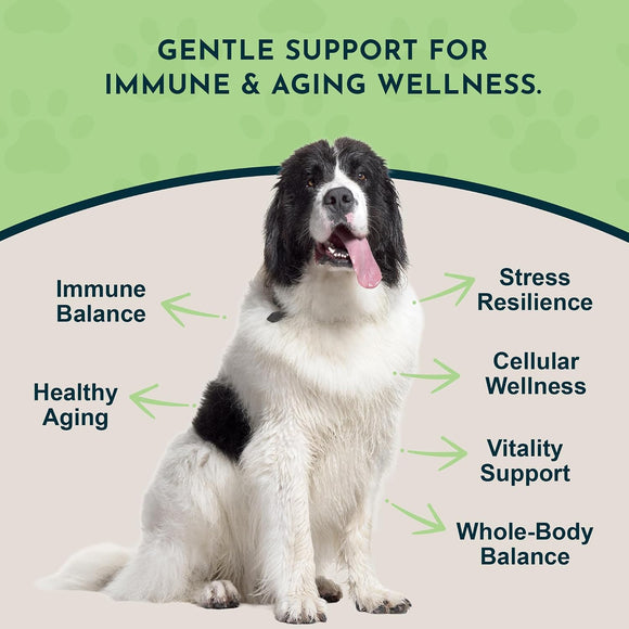 Animal Essentials Reishi Mushroom Longevity Antioxidant & Liver Protection for Dogs & Cats 1.8-oz - Dog Supplements &