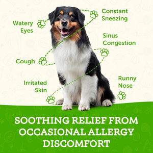 Animal Essentials Seasonal Allergy Herbal Tonic to Maintain Normal Histamine Levels for Dogs & Cats - Pet Vitamins &