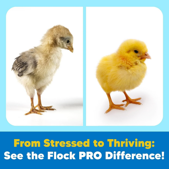 Animal Health Solutions Chick Boost Probiotics - Chicken Feed 8