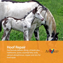AniMed Remission For Horses - Horse Health & Wellness 3