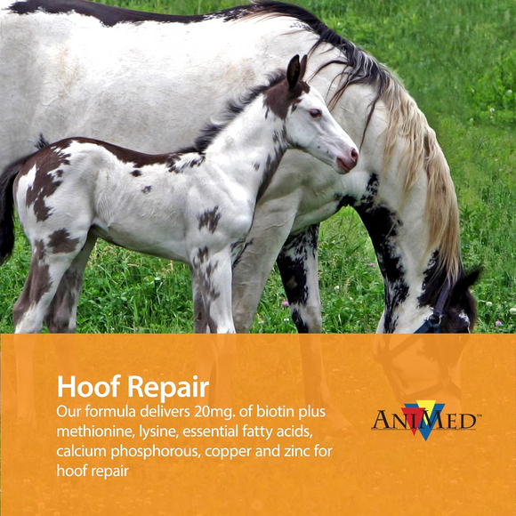 AniMed Remission For Horses - Horse Health & Wellness 3