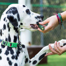 Ark Naturals Brushless Toothpaste Dental Chews 4-in-1 for Large Dogs