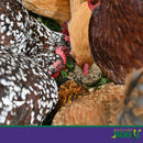 Backyard Boot Busy Balls For Digestion and Gut Health for Chickens (6 balls)