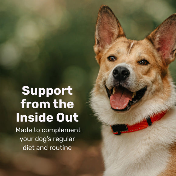 Dog with a red collar on a blurred green background with text about dog support.