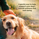 Happy dog being petted with text about supporting a dog's wellness