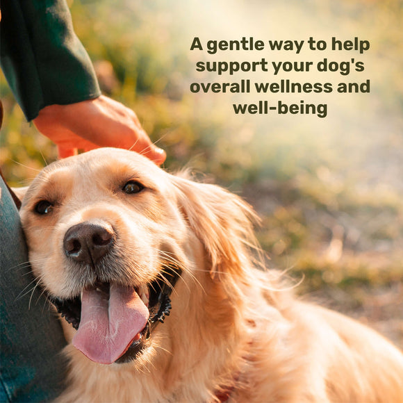 Happy dog being petted with text about supporting a dog's wellness