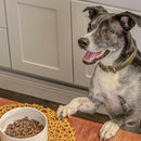 Badlands Ranch Superfood Premium Air Dried Chicken Dog Food with dog