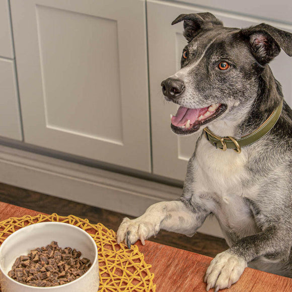 Badlands Ranch Superfood Premium Air Dried Chicken Dog Food with dog