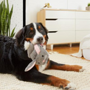 BARK Itty & Bitty the Bunny Slippers Dog Toys - Plush Dog Toys 4