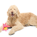 BARK Valentine Dingbert The Dragon Plush Dog Toy - Plush Dog Toys 4