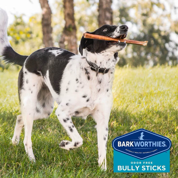 Barkworthies Odor-Free American Bully Sticks Treats For Dog  12", 1ct