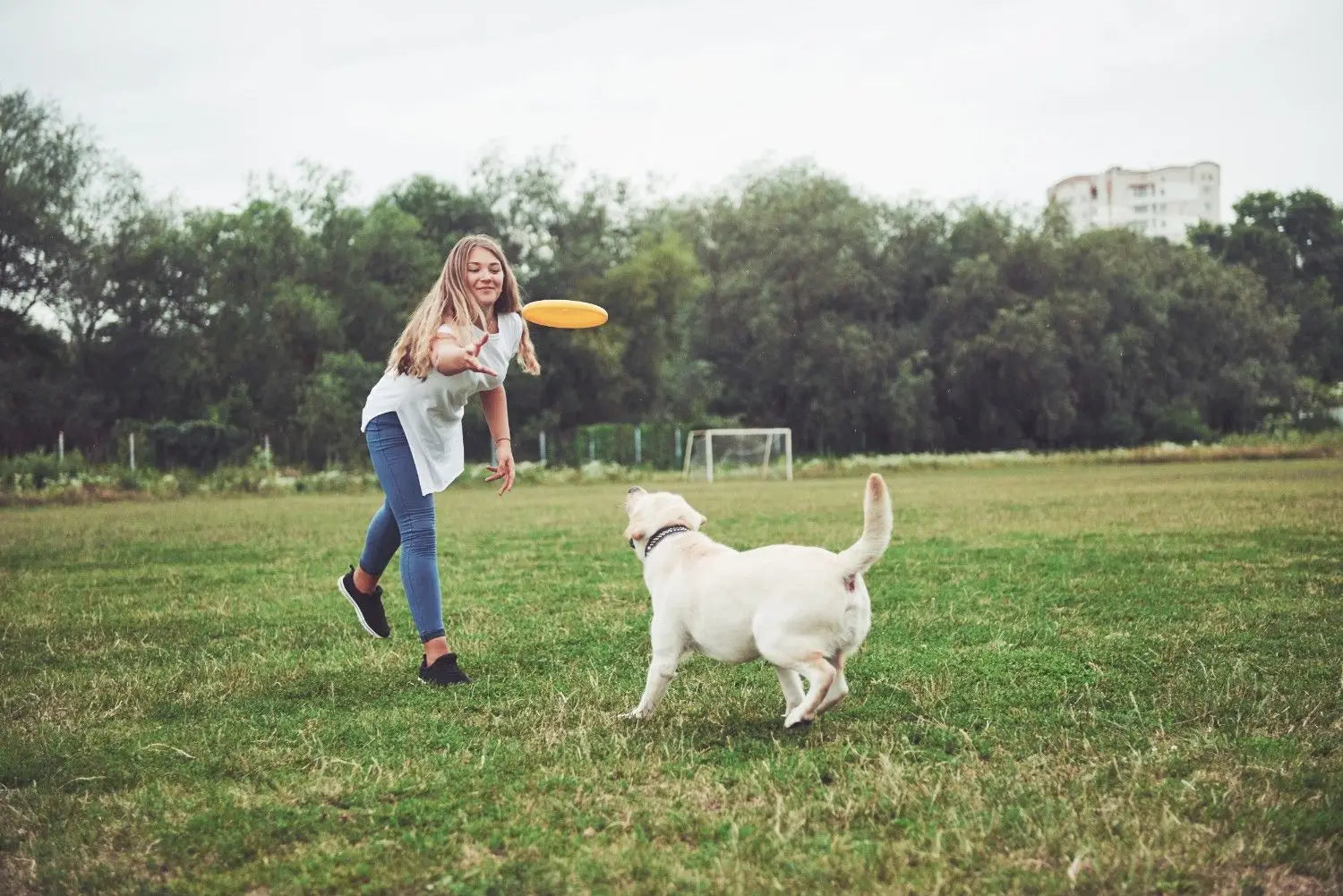 Gut Health for Dogs & Cats: What Every Pet Parent Should Know