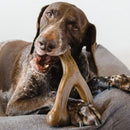 Benebone Bacon Flavor Wishbone Durable Chew Toy for Dogs - Dog Toys 8