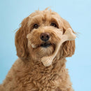 BetterBone Soft Density Beef Flavor Chew Toy For Dog