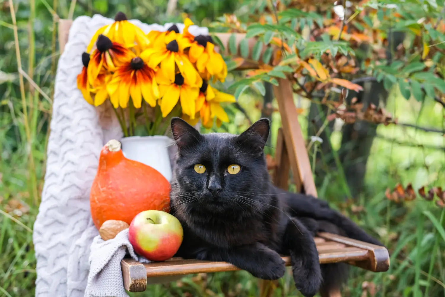 Black Cat Awareness Month: Black Cat Facts Myths & Folklore