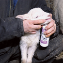 Bovidr Laboratories Nutri-Drench Supplement For Goat & Sheep - Goats & Sheep Supplements 3