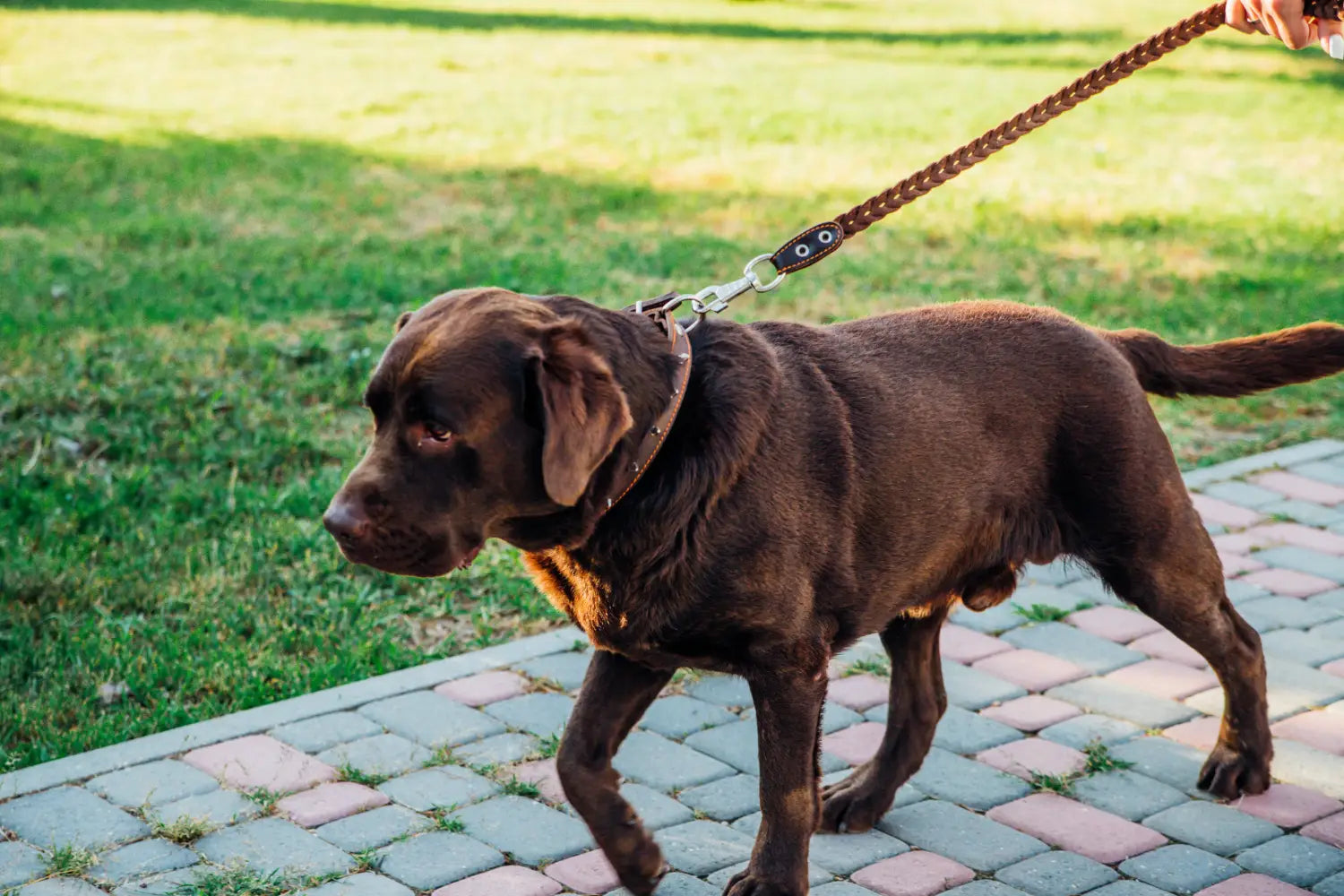 World’s Largest Pet Walk 2026: HardyPaw’s Top Picks for a Comfortable Walk