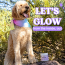 Bundle x Joy Glowin Skin Health Supplement for Dogs (90 soft chews) - Pet Vitamins & Supplements 4