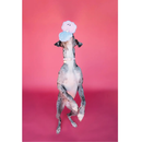 Bundle x Joy Oyster & Pearl Crinkle & Squeak Dog Toy - Dog Toys 3
