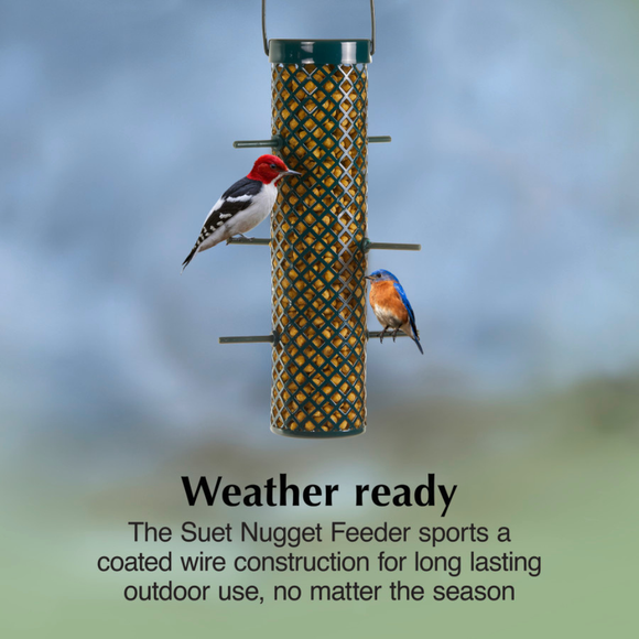 C&S Suet Nugget Feeder - Bird Food 3