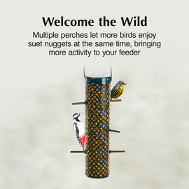 C&S Suet Nugget Feeder - Bird Food 2