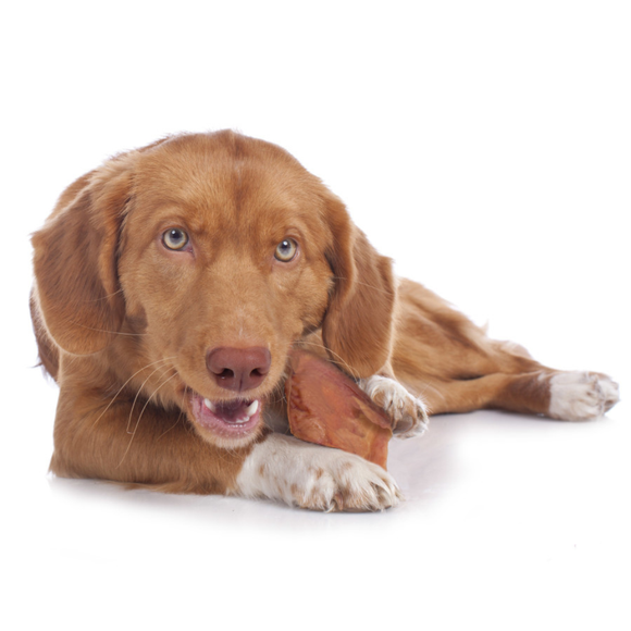 Cadet Natural Pig Ears for Dogs (12 ct) - Dog Treats 3