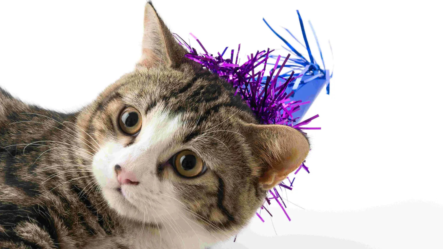 Pet Travel Safety Tips for a Calm 4th of July