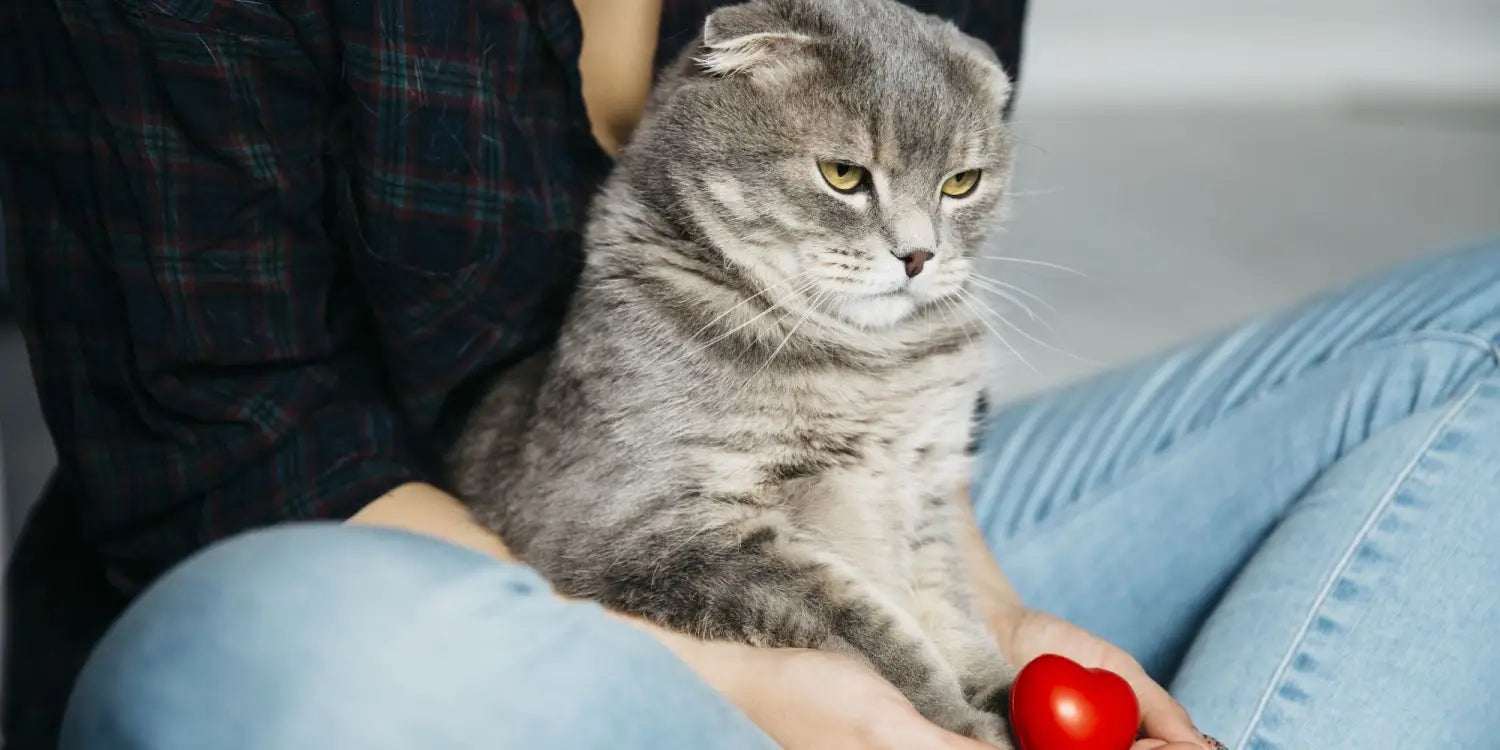 serious looking cat