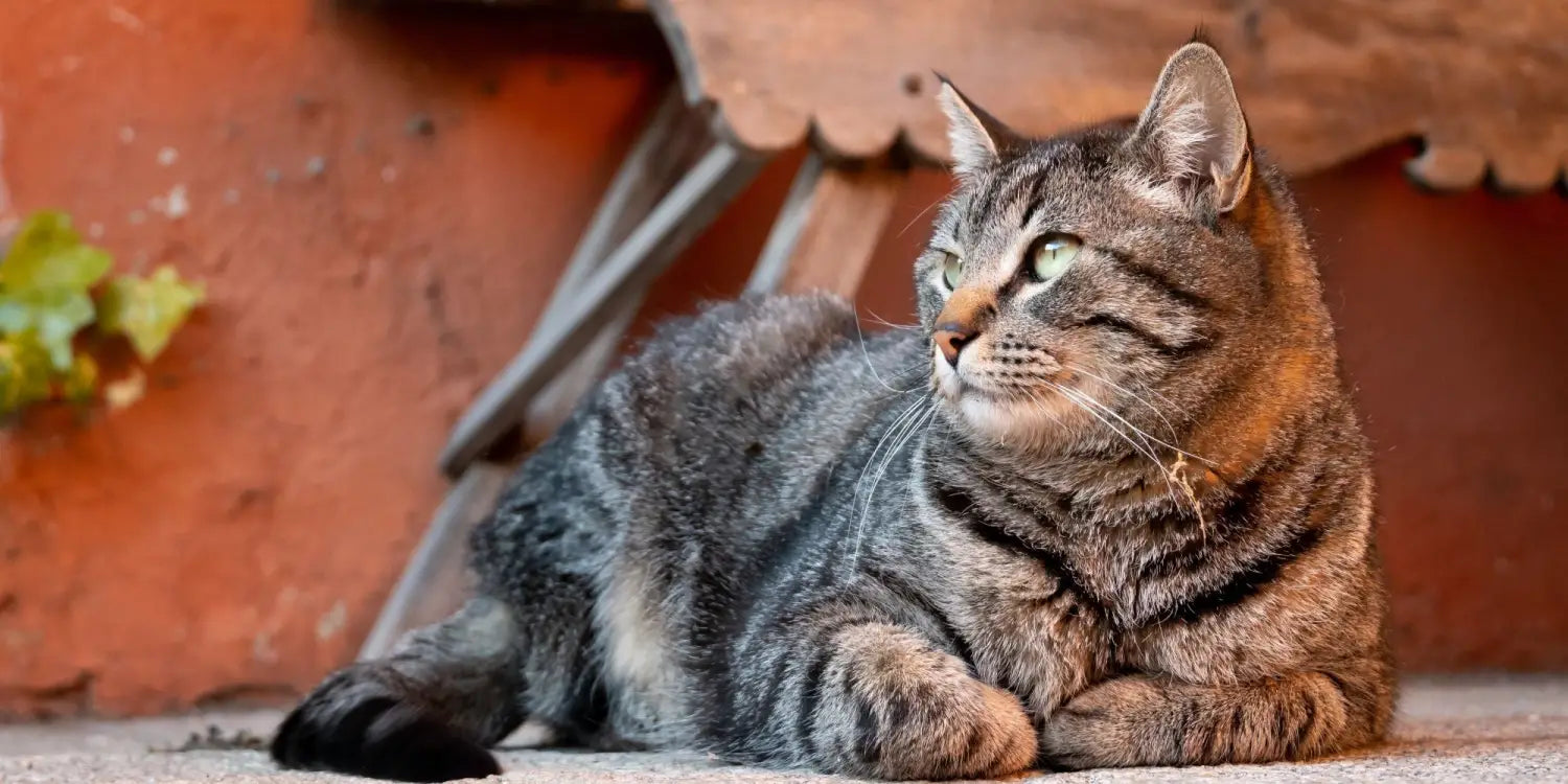 stray cat sitting outside
