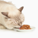 Catit Chicken Dinner with Tuna & Kale Wet Cat Food (2.8 oz) - Cat Food 3