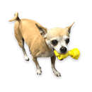 Chicken Knotted Rawhide Bone
