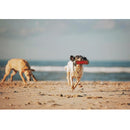 Chuckit! Amphibious Bumper Fetch & Float Toy For Dogs- Medium (color varies)